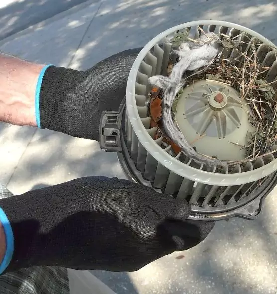 About Air Duct Mice Removal in Dickinson, TX